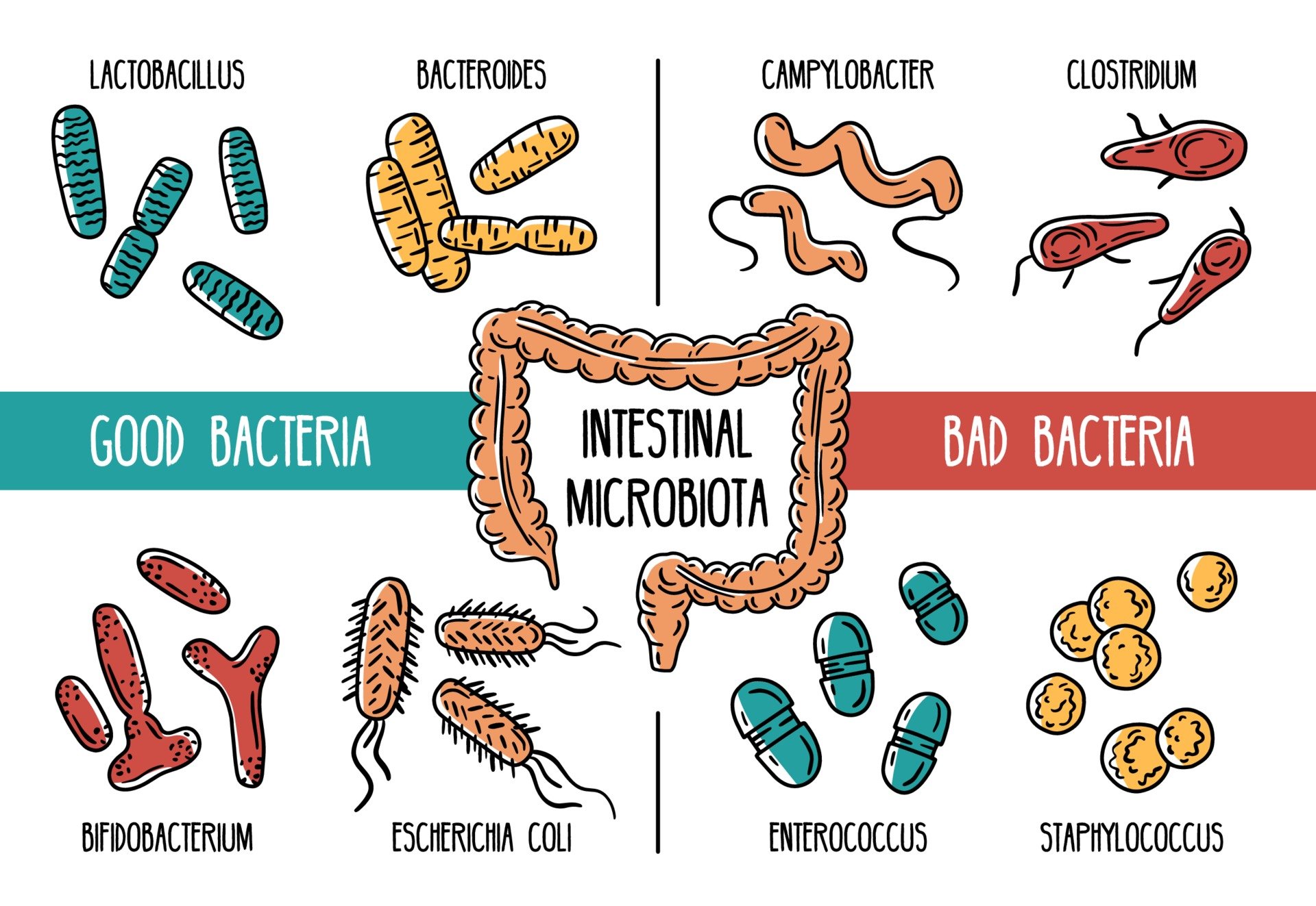 microbiota intestina