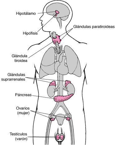 equilibrio hormonal